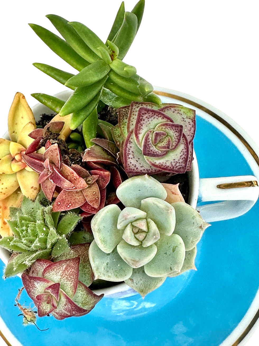 Thumbnail: A pretty blue vintage teacup and saucer filled with a selection of succulents 