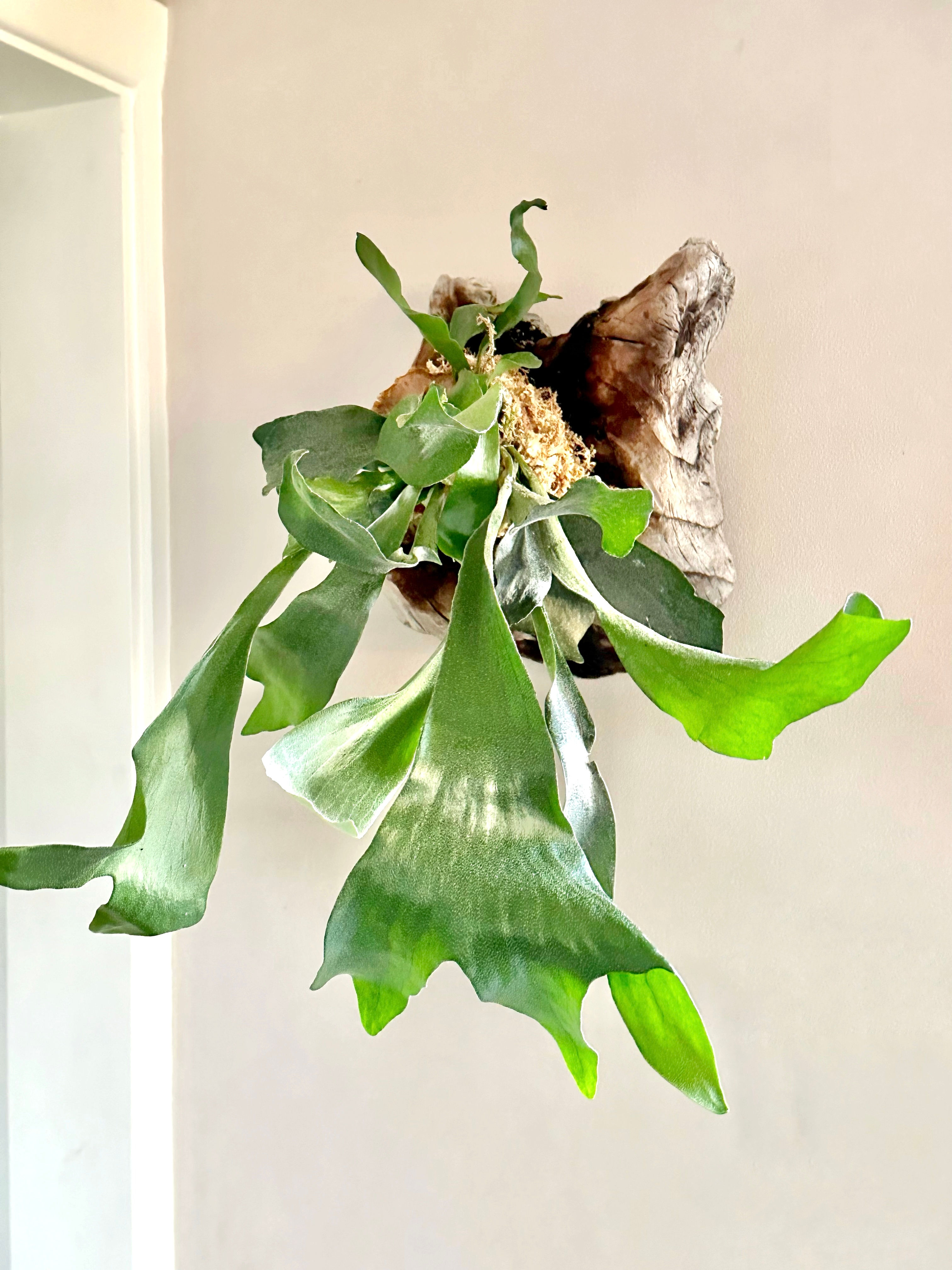A beautiful Staghorn fern wall mounted onto driftwood