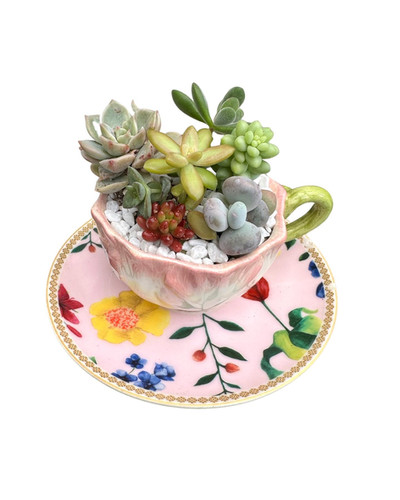 A pretty pink teacup and saucer with a selection of succulents | Fancy ...