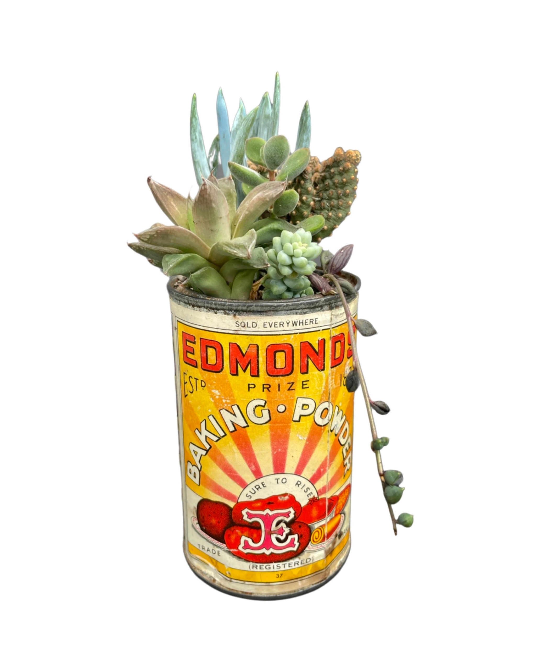 A lovely classic vintage Edmonds tin with a variety of colourful succulents