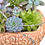 Thumbnail: A lovely honey coloured vintage Sylvac vase filled with colourful succulents