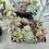 Thumbnail: A set of x6 different rooted succulents and cacti