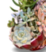 Thumbnail: A delicious deep red lustre vintage Titian mantle vase filled with succulents