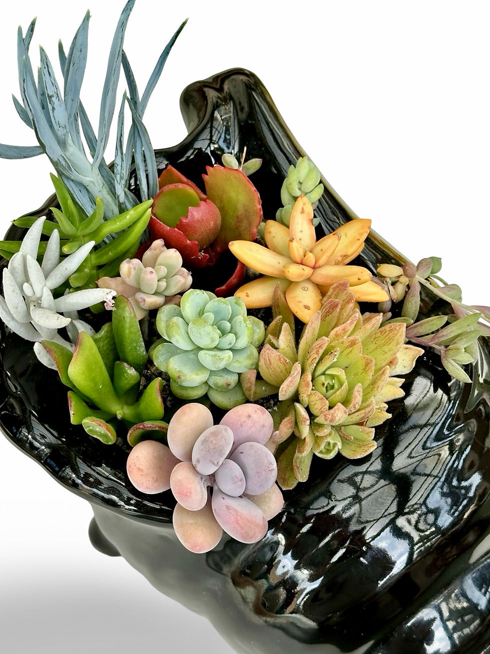 Thumbnail: A lovely large black vintage shell vase filled with a variety of succulents