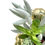 Thumbnail: A shiny gold coloured pineapple filled with colourful succulents