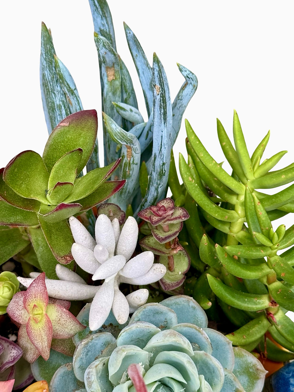 Thumbnail: A gorgeous vintage Burleigh Parrot jug filled with colour matching succulents 