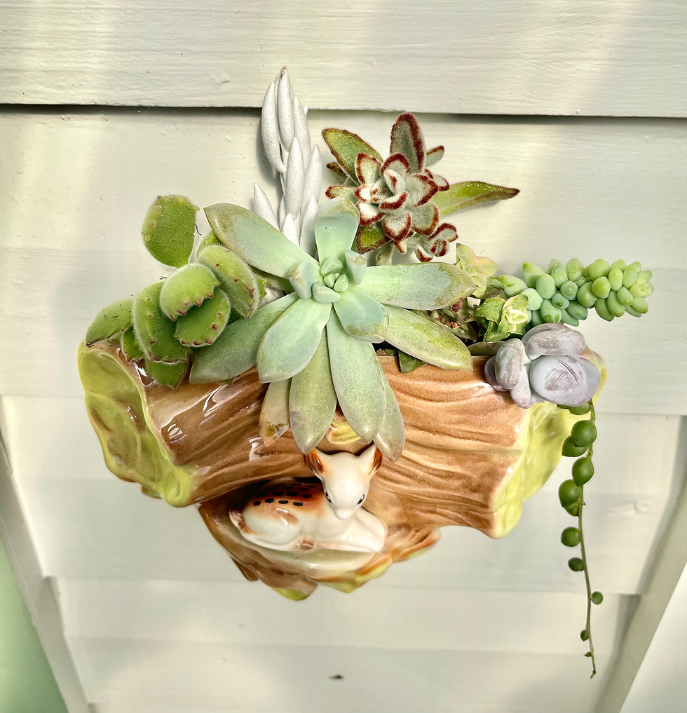 Thumbnail: A gorgeous vintage Hornsea wall vase filled with a variety of succulents