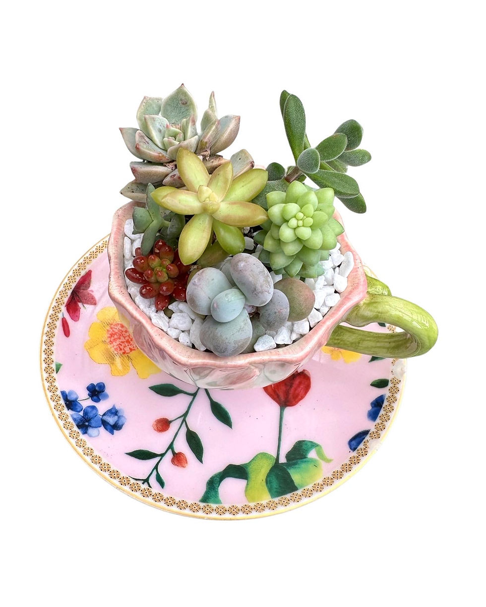 Thumbnail: A pretty pink teacup and saucer with a selection of succulents 