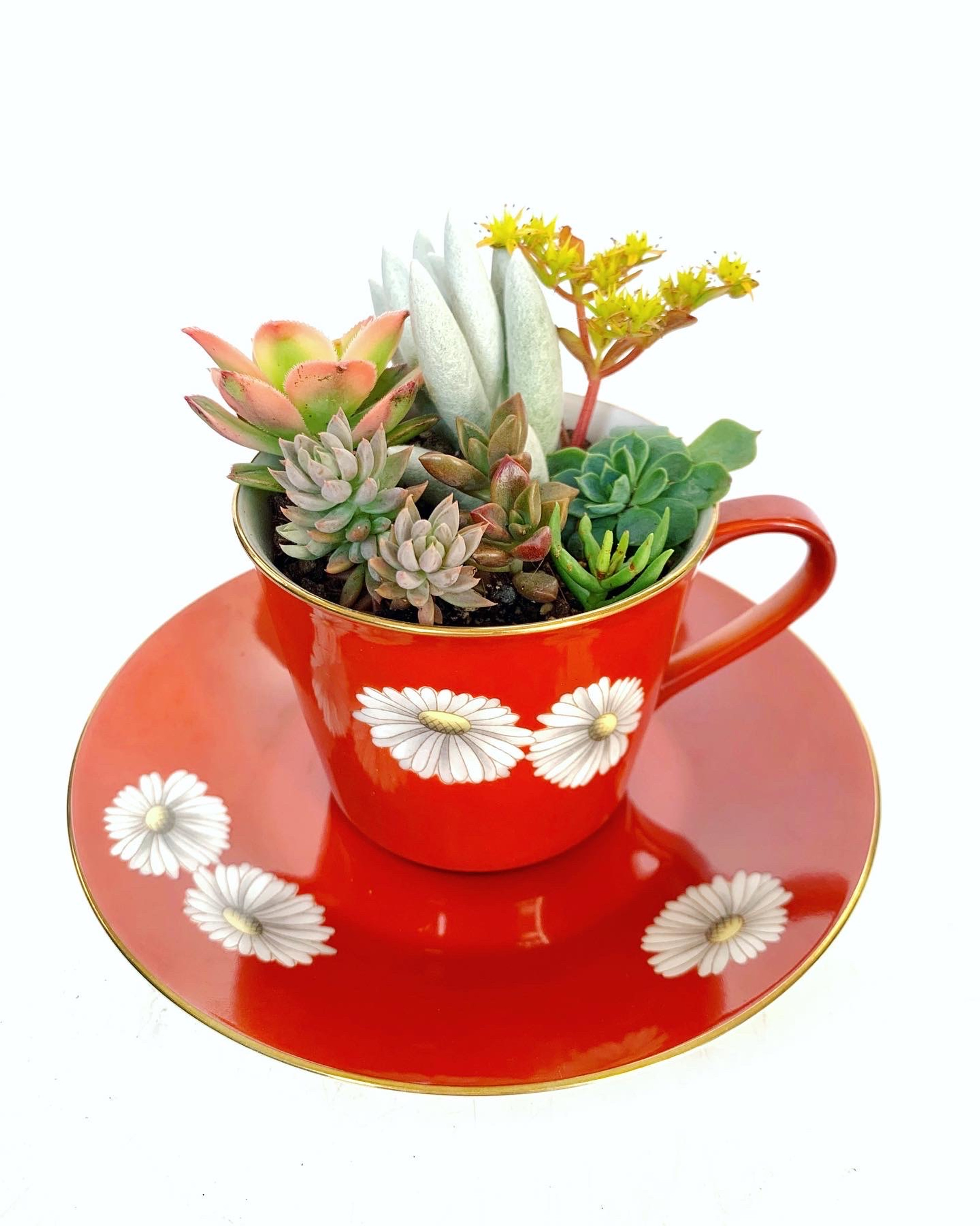 TEACUPS Fancy Plants