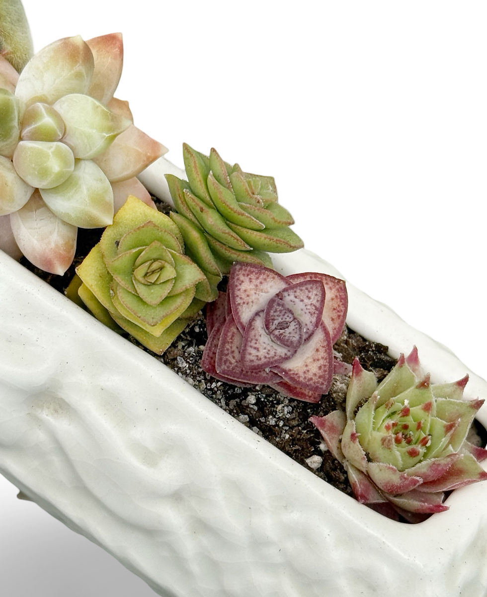 Thumbnail: A super pretty vintage white Falconware vase filled with colourful succulents 