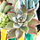 Thumbnail: A beautiful vintage German hanging vase filled with a variety of succulents