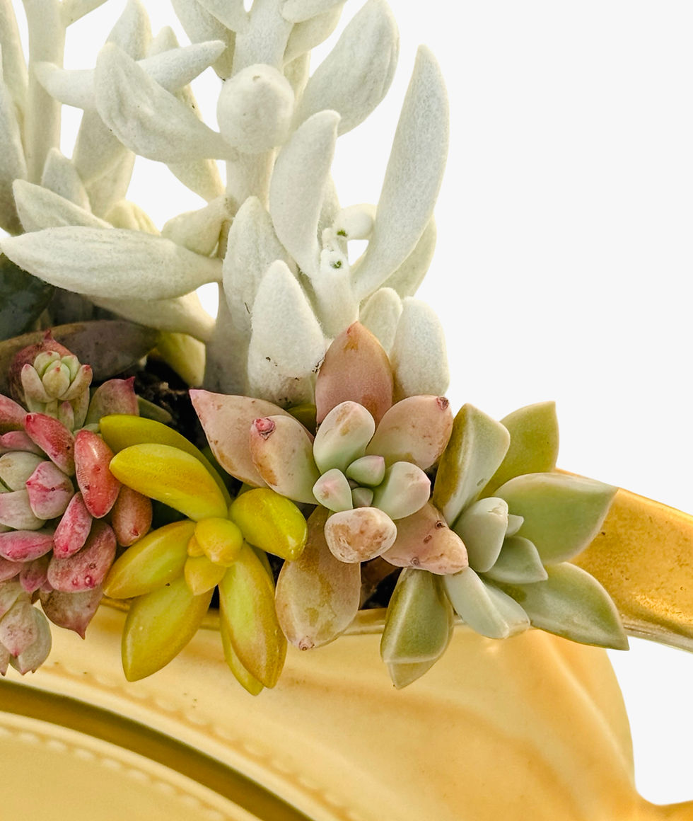 Thumbnail: An elegant vintage Wade circular design jug filled with colourful succulents