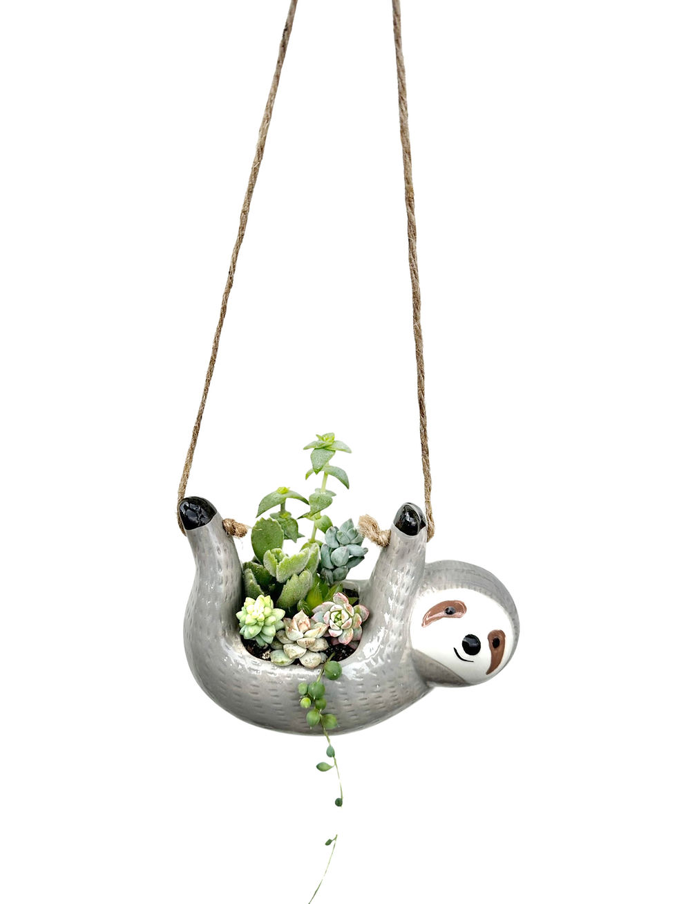 Thumbnail: A cute hanging Sloth planter with a selection of colourful succulents