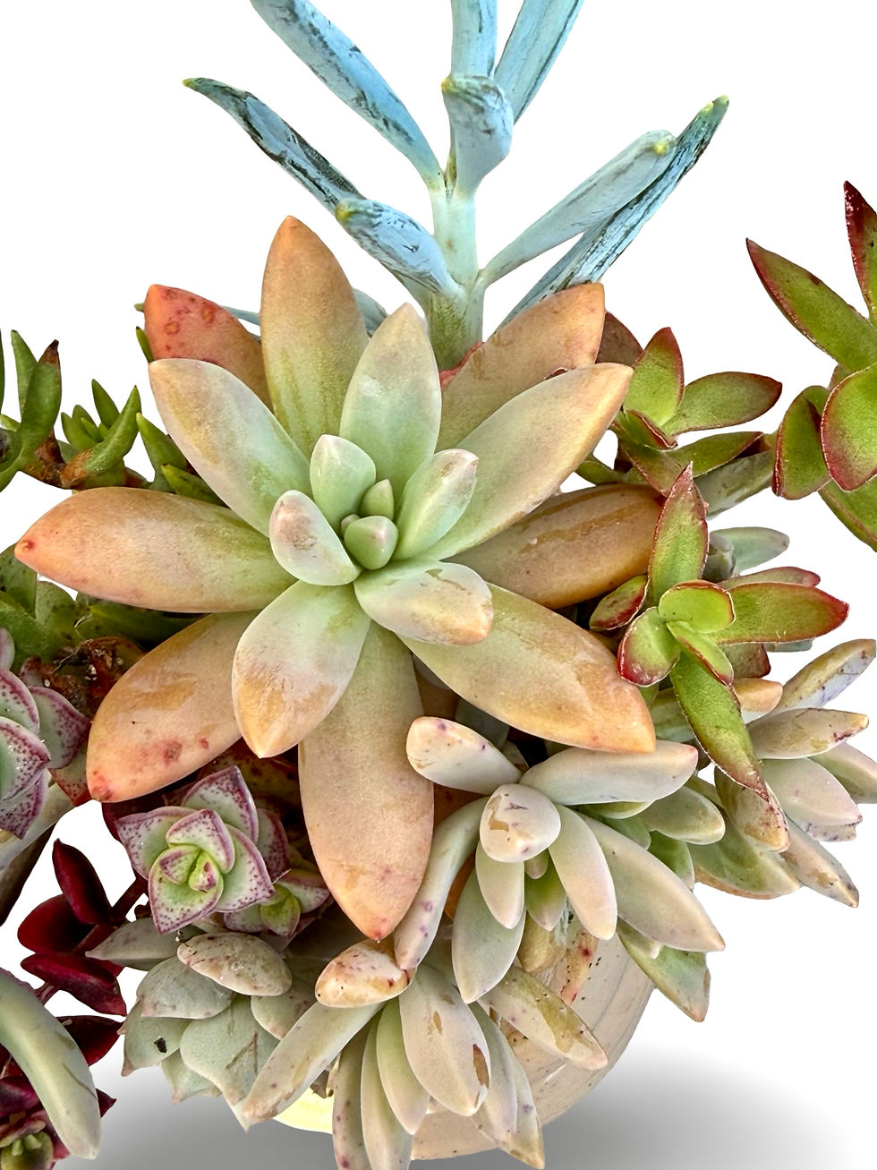 Thumbnail: A cute Sloth planter filled with colourful succulents 