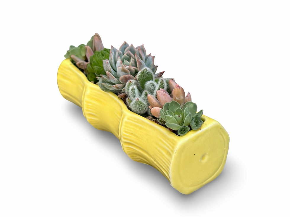 Thumbnail: A pretty vintage yellow bamboo design Sylvac posy vase filled with succulents
