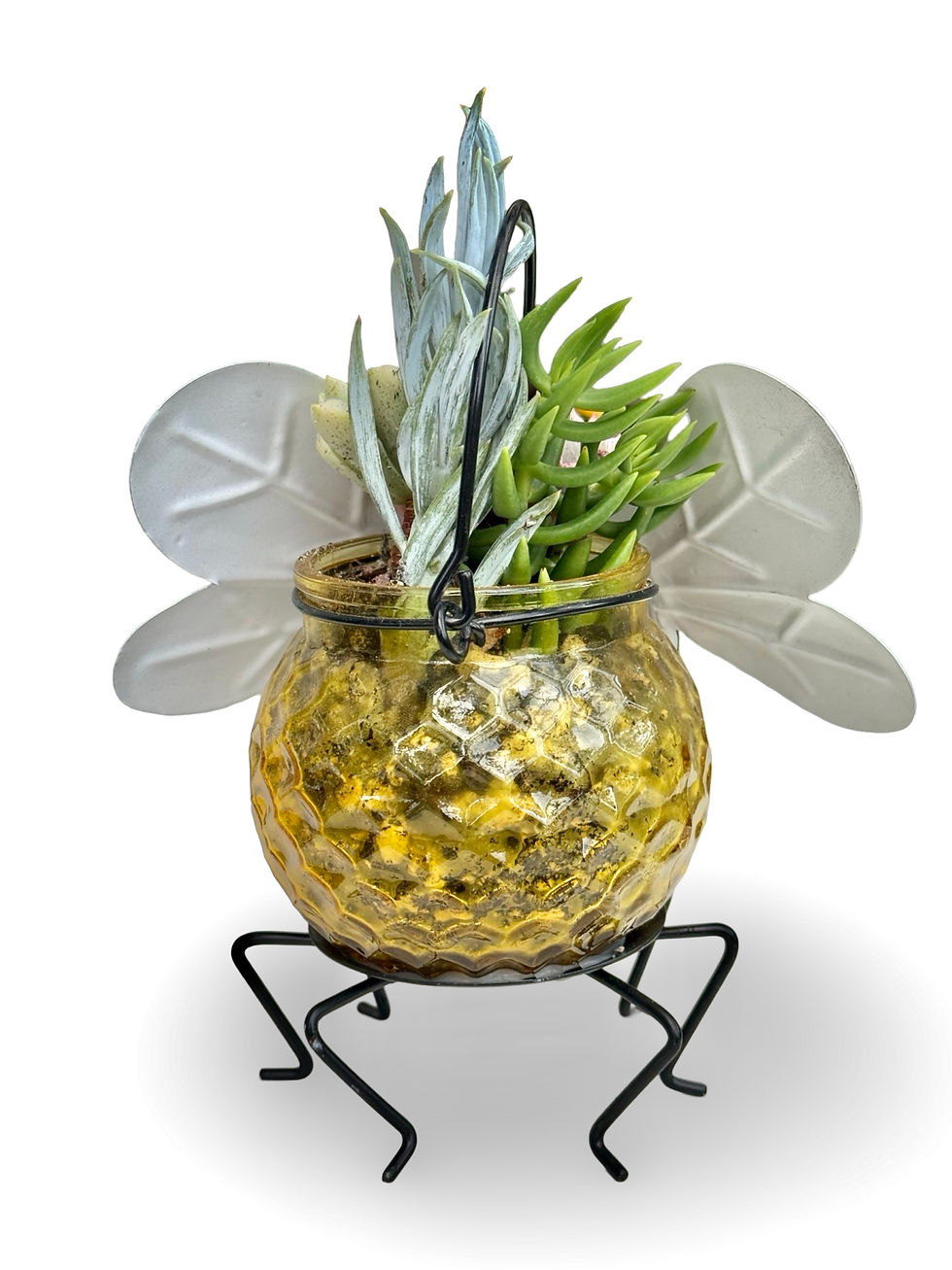 Thumbnail: A cute Bee design glass and metal decor item filled with colourful succulents 
