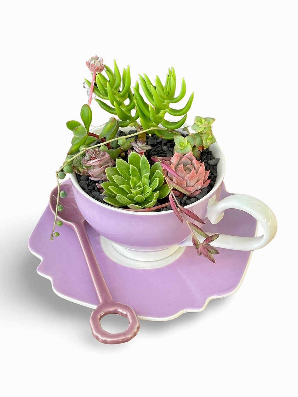 Thumbnail: A delicious purple & white teacup & saucer filled with colourful succulents