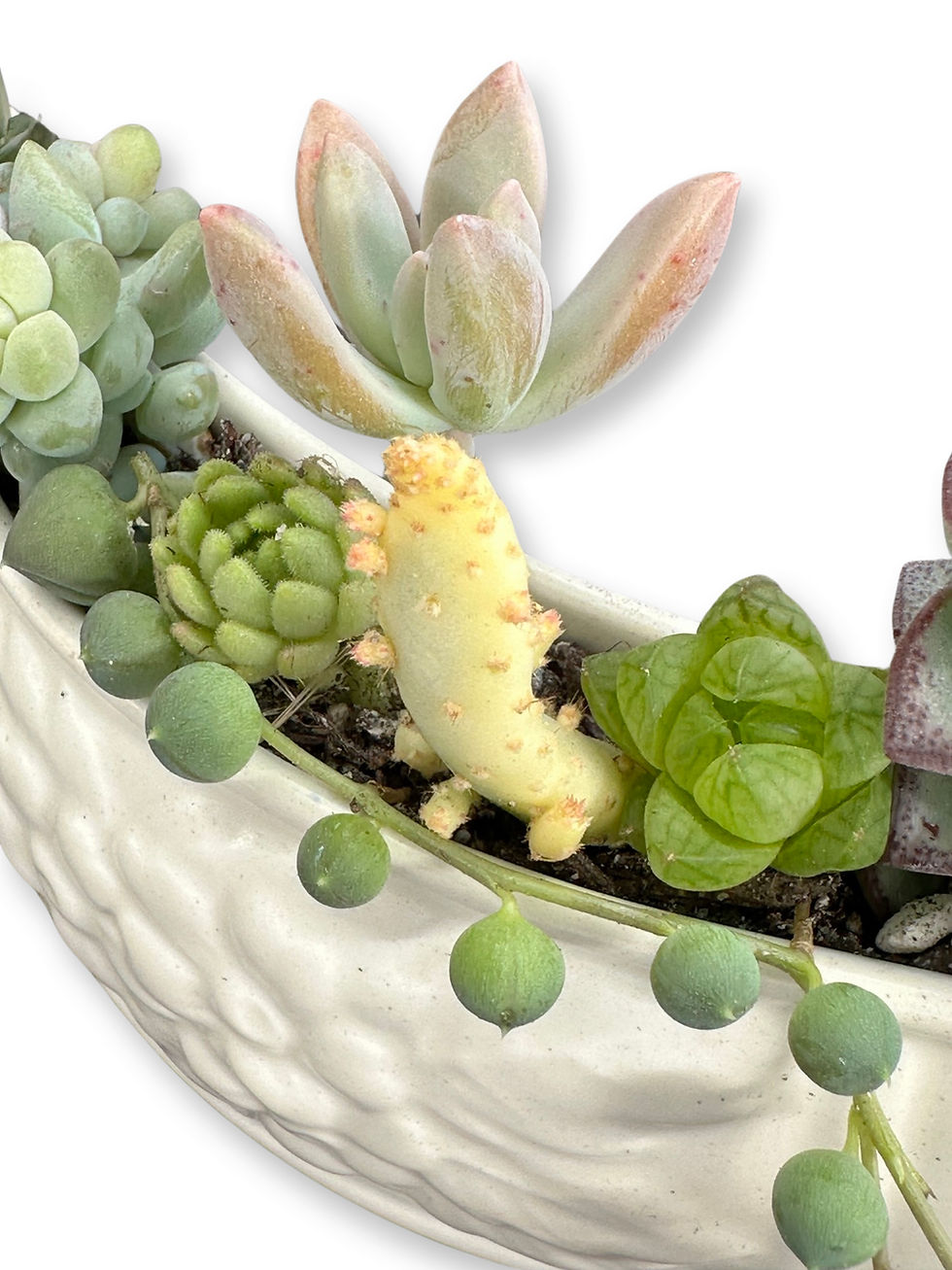 Thumbnail: A stunning white vintage Spode vase with a selection of colourful succulents