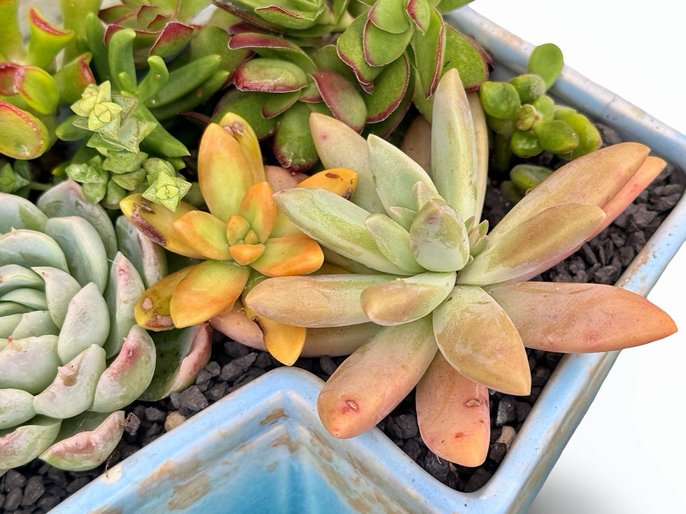 Thumbnail: A lovely big blue vintage Beswick planter filled with a variety of succulents