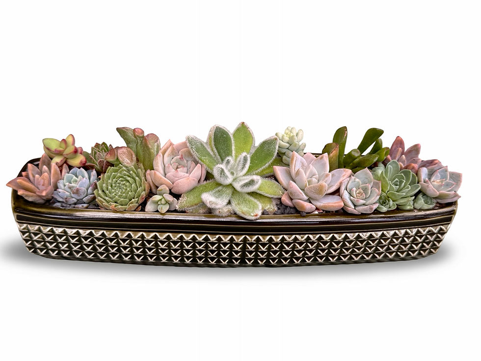 Thumbnail: A stunning vintage Sylvac Manhattan trough vase filled with lots of succulents 