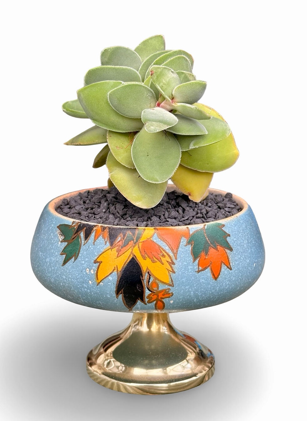 Thumbnail: A lovely vintage Brentleigh ware low vase on metal stand & Crassula cotyledonis