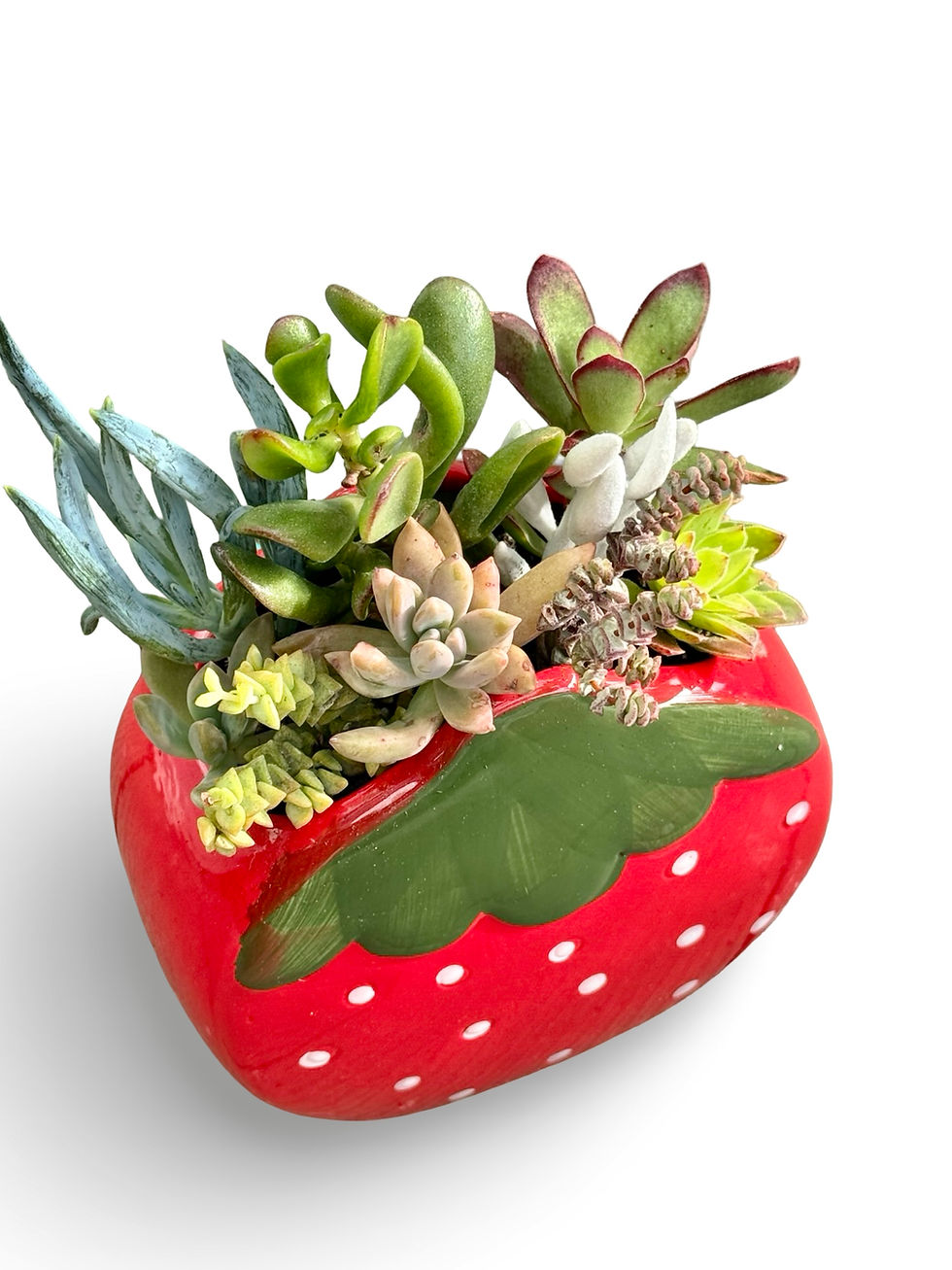 Thumbnail: A cute strawberry pot filled with a variety of colourful succulents 