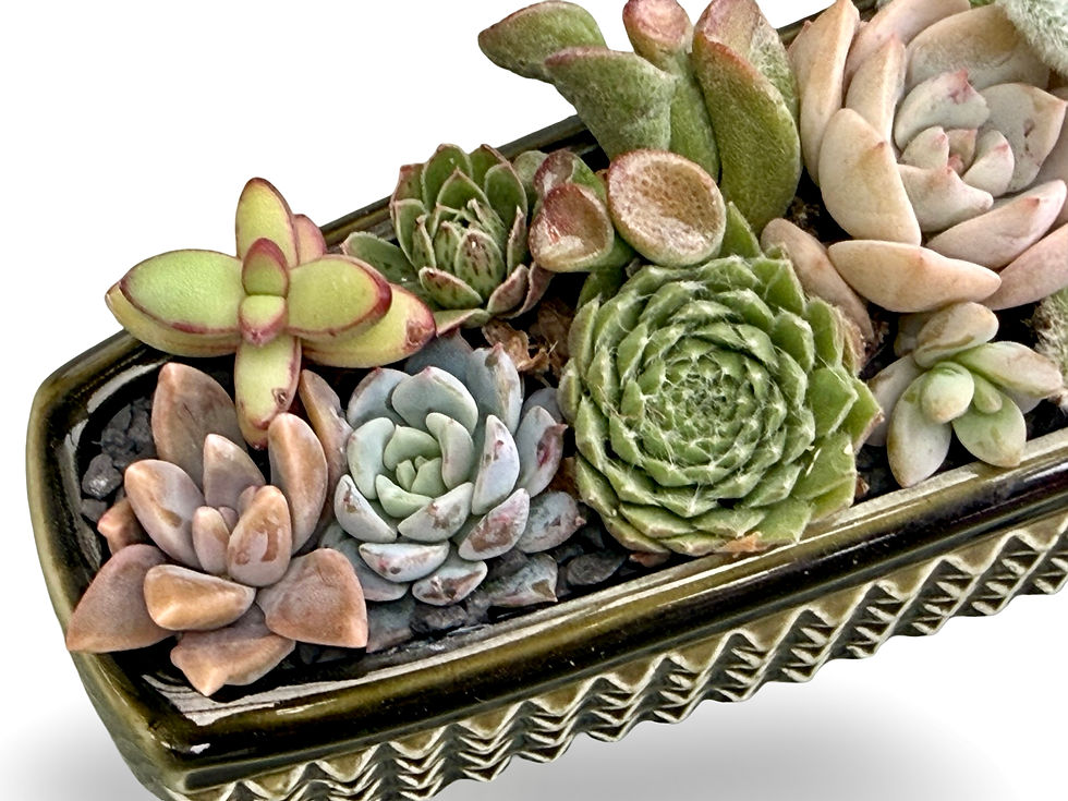 Thumbnail: A stunning vintage Sylvac Manhattan trough vase filled with lots of succulents 