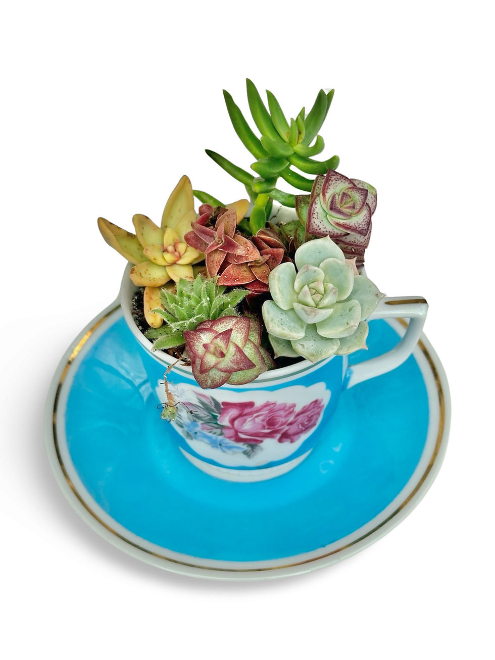 Thumbnail: A pretty blue vintage teacup and saucer filled with a selection of succulents 