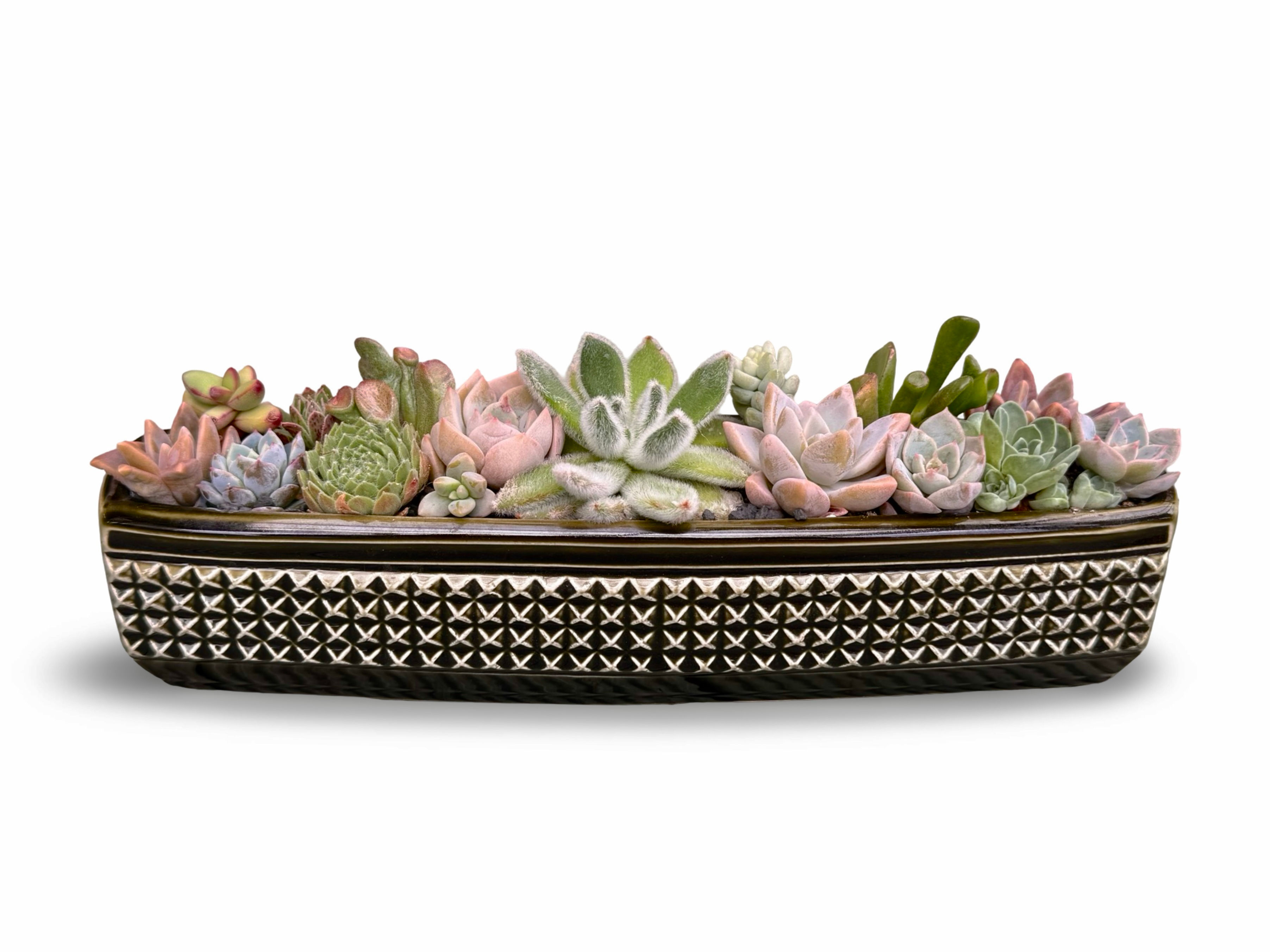 A stunning vintage Sylvac Manhattan trough vase filled with lots of succulents