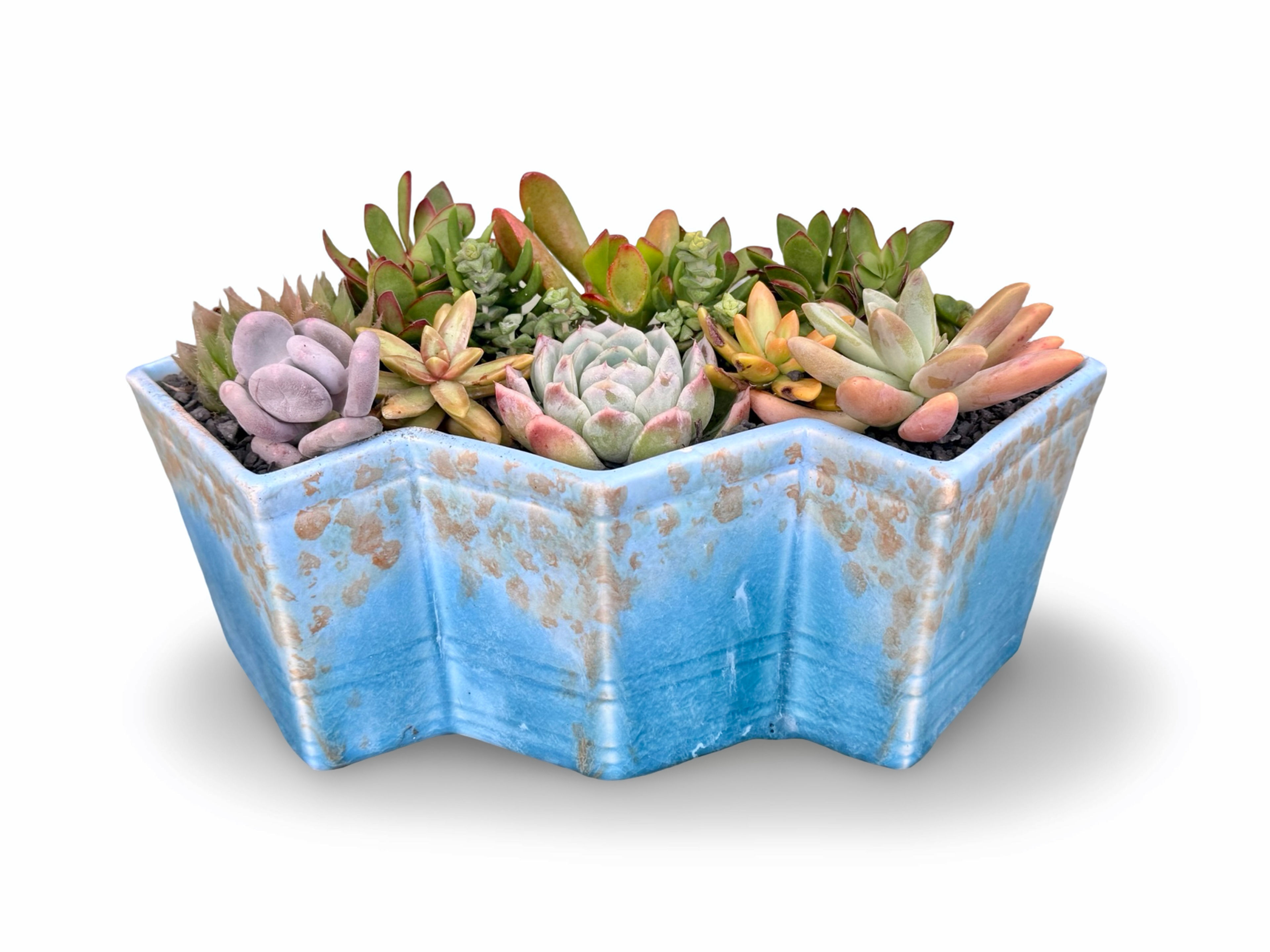 A lovely big blue vintage Beswick planter filled with a variety of succulents