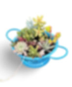 Thumbnail: A beautiful blue small colander filled with a variety of succulents 
