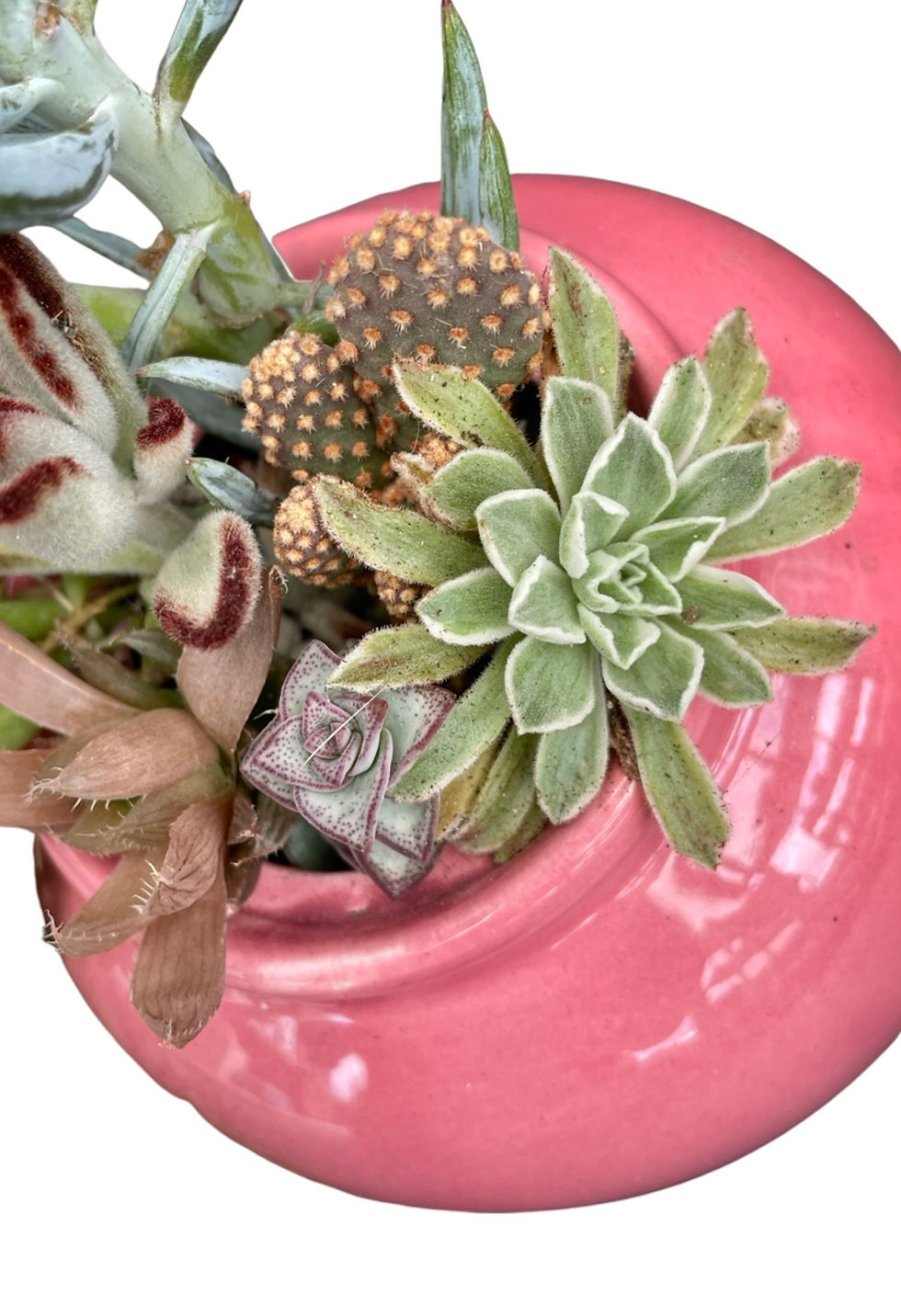 Thumbnail: A gorgeous pink teapot filled with a selection of colourful succulents