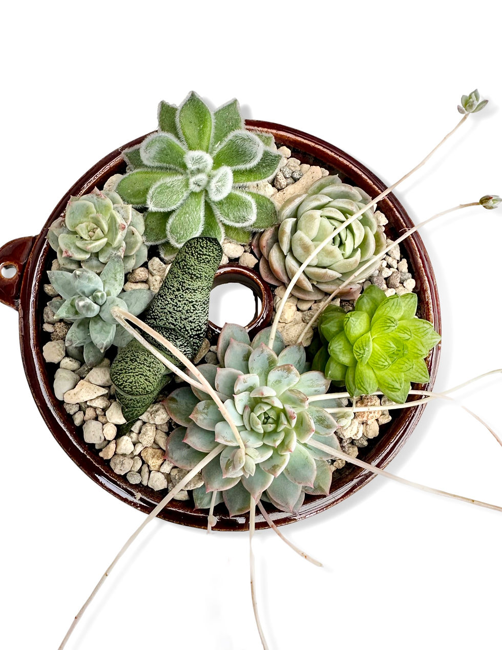 Thumbnail: A lovely large vintage jelly mould with a selection of colourful succulents