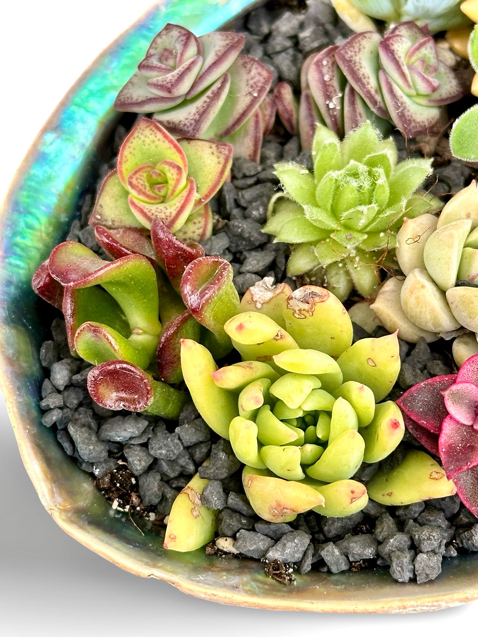 Thumbnail: A large all natural beautiful Paua Shell filled with colorful succulents 