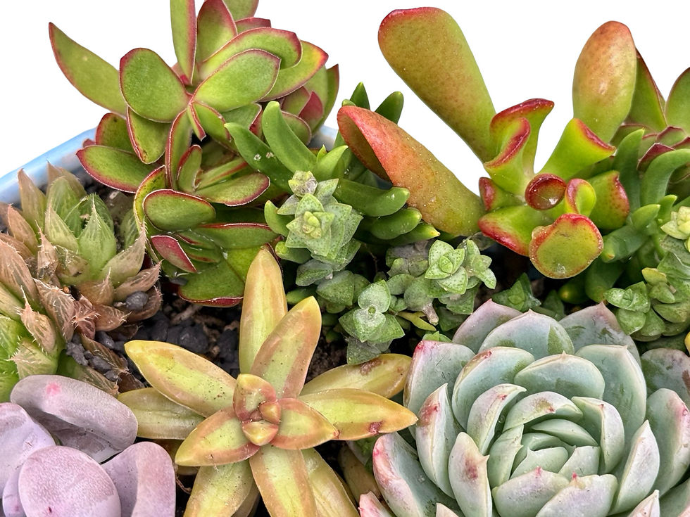 Thumbnail: A lovely big blue vintage Beswick planter filled with a variety of succulents