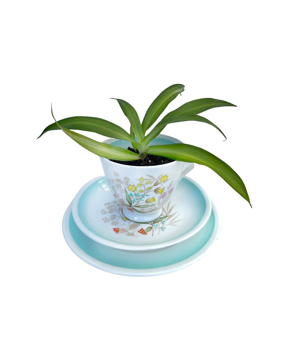 Thumbnail: A preety vintage teacup trio filled with a Hawaiian spider plant 