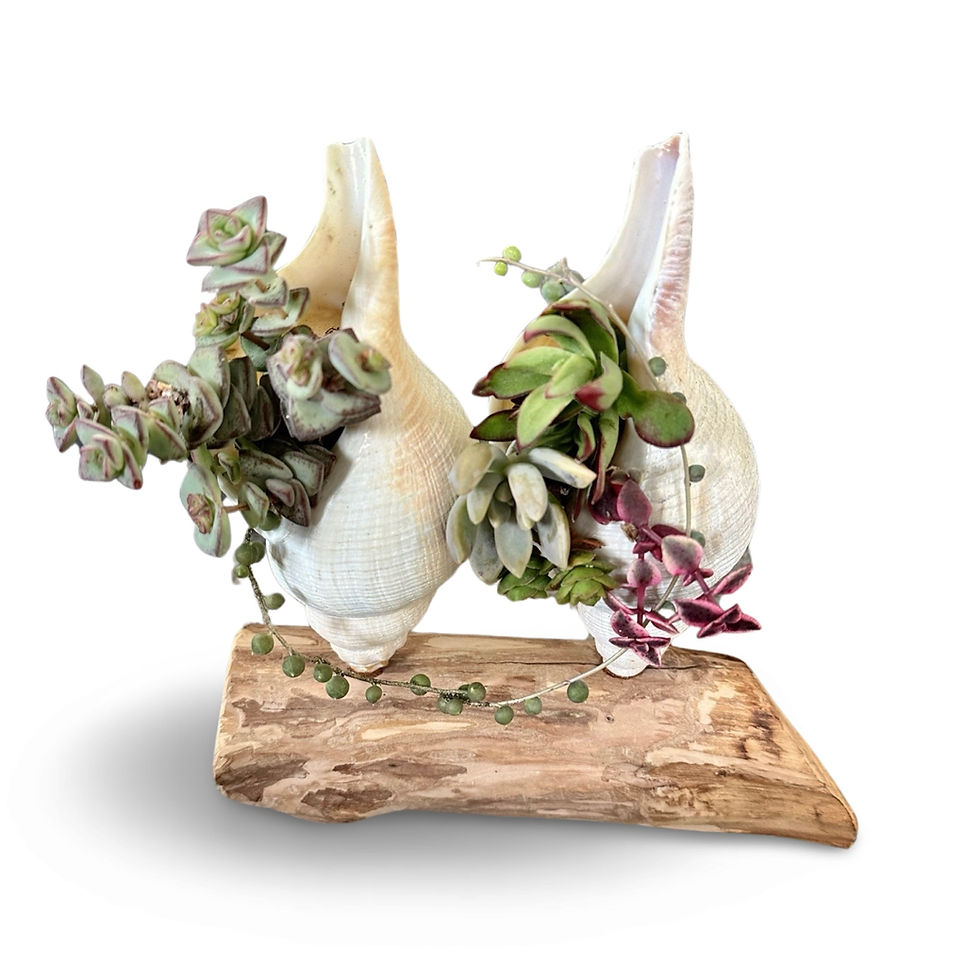 Thumbnail: Two wood mounted real shells potted with a selection of succulents 