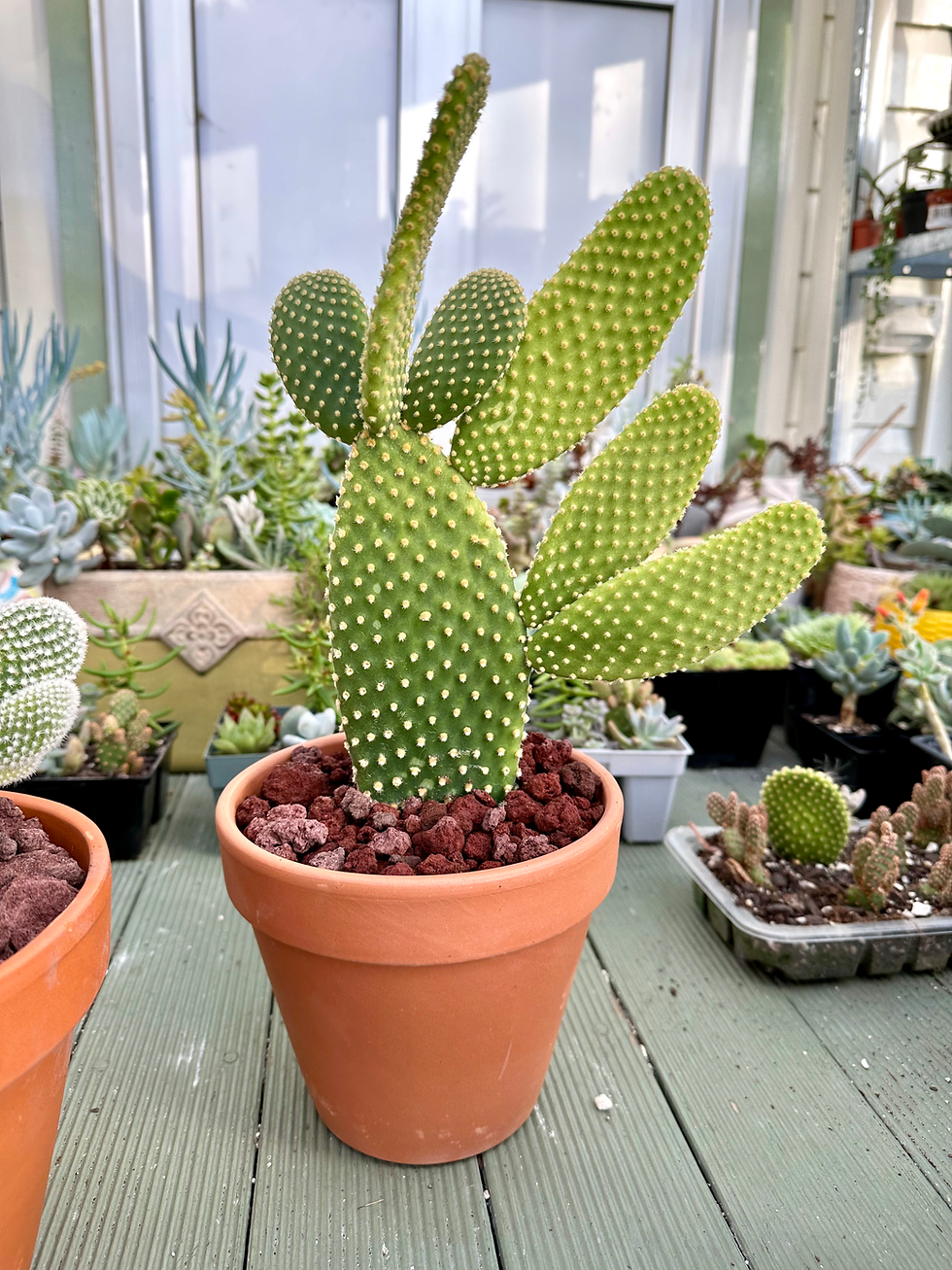 Thumbnail: A very large Bunny Ears Cactus in a Terracotta pot