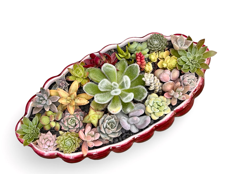 Thumbnail: A beautiful big Titian oval vase filled with lots of colourful succulents 