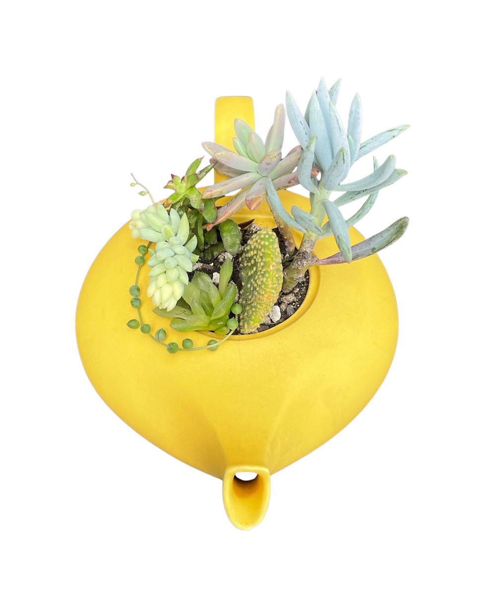 Thumbnail: A beautiful bright yellow NZ teapot filled with a variety of succulents