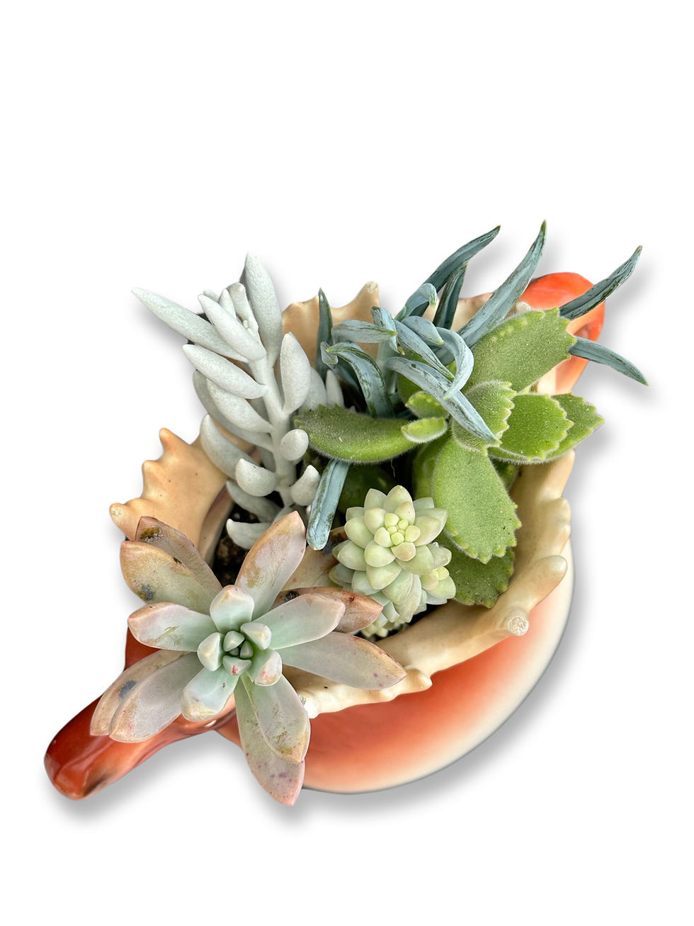 Thumbnail: A beautiful big vintage moose jug with a selection of colourful succulents
