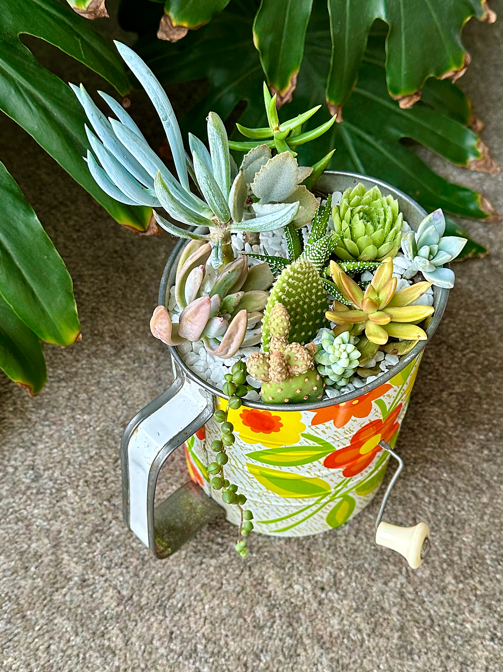 Thumbnail: A gorgeous colourful vintage flour sifter with a variety of colourful succulents