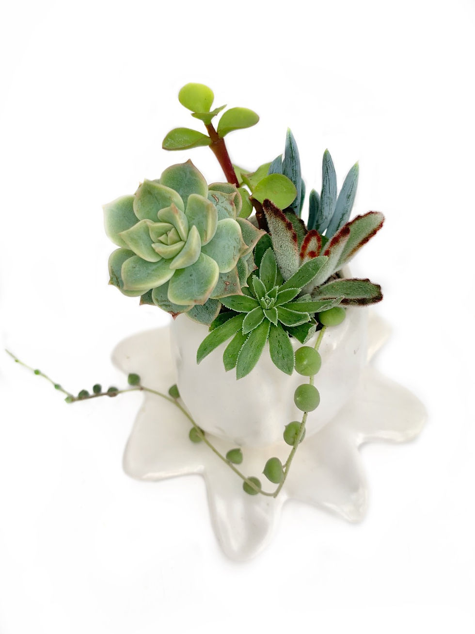 Thumbnail: Vintage flower style vase filled with a selection of succulents