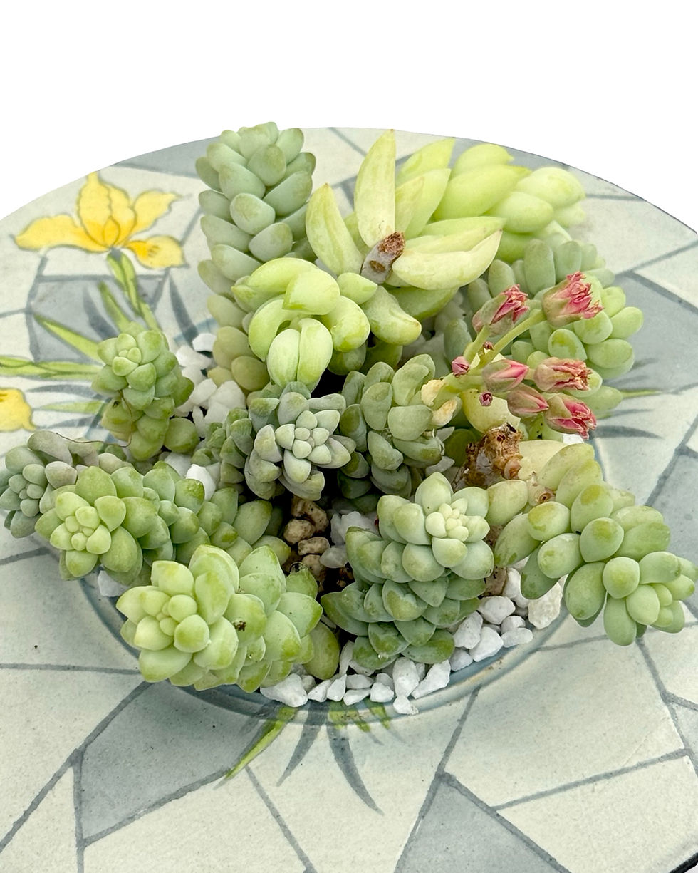 Thumbnail: A beautiful Art Deco Burleigh ware posy filled with Burro’s and Donkey’s tails