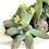 Thumbnail: A spectacular Hornsea vintage Viking vase with a variety of colourful succulents