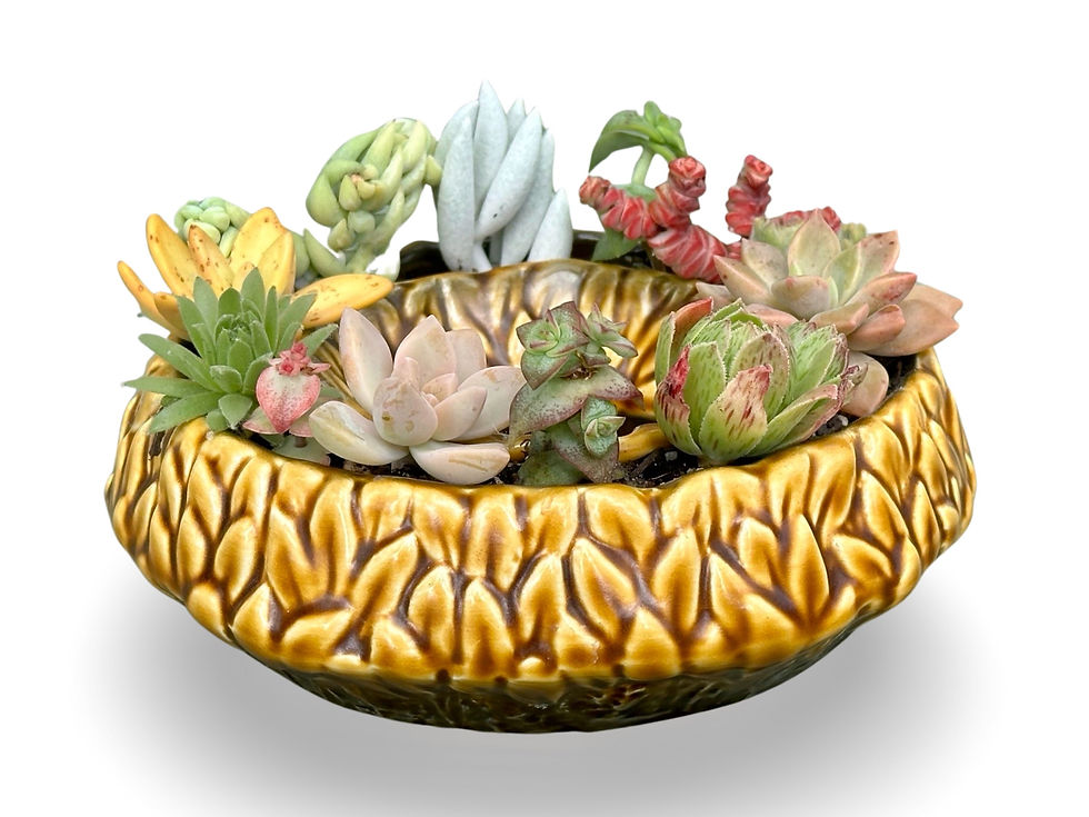 Thumbnail: A gorgeous vintage SylvaC posy vase filed with colourful succulents 