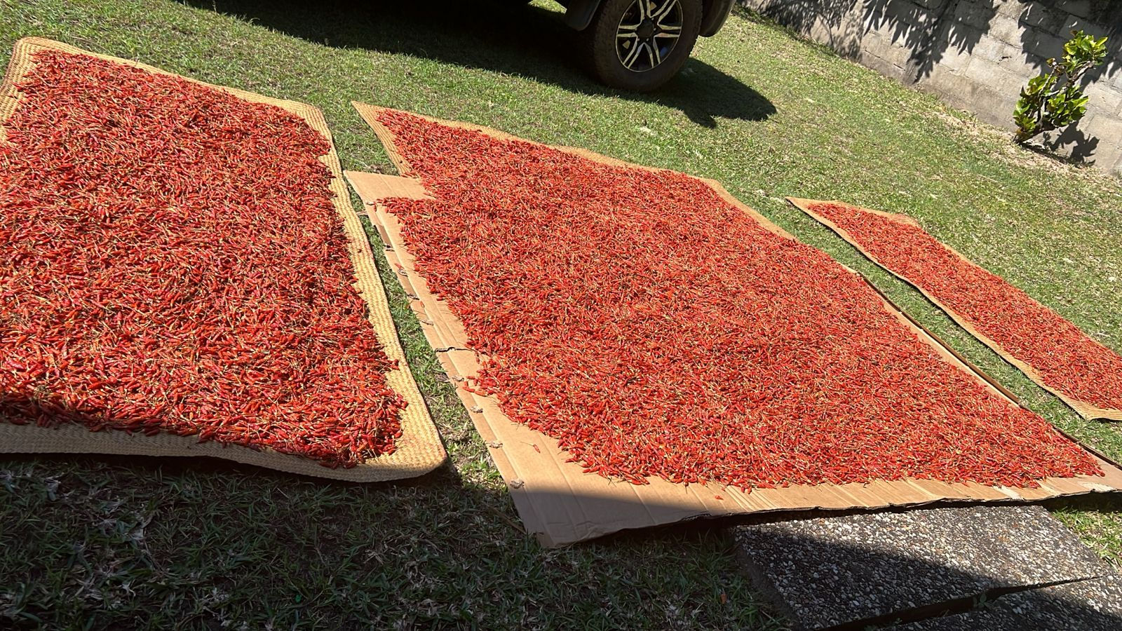 African Bird Eye Chilli