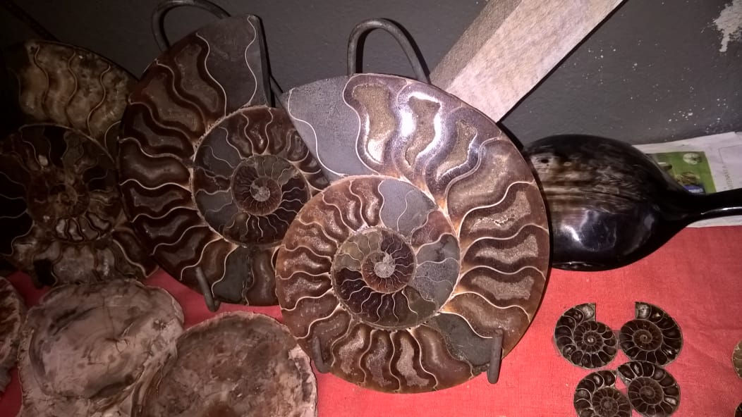 Ammonites