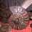Thumbnail: Ammonites