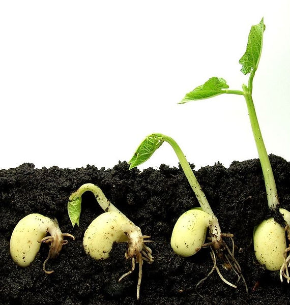 SeedGrowing.jpg